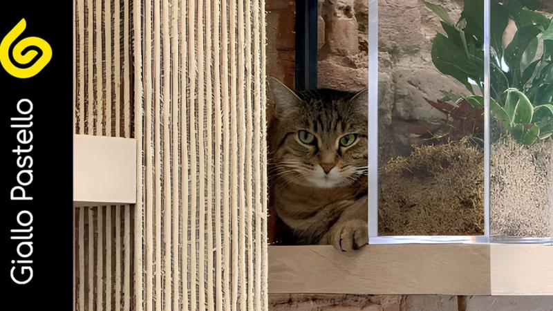 Percorso per gatti: SymbioCat Design, gli arredi su misura dove design e benessere si incontrano